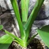 Kép 6/8 - Rhaphidophora megaphylla