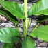Kép 7/8 - Rhaphidophora megaphylla