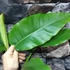 Kép 3/8 - Rhaphidophora megaphylla