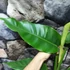 Kép 8/8 - Rhaphidophora megaphylla