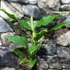 Kép 2/8 - Rhaphidophora megaphylla