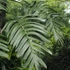 Kép 1/7 - Rhaphidophora decursiva