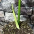 Kép 4/7 - Rhaphidophora decursiva
