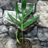 Kép 2/7 - Rhaphidophora decursiva