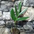 Kép 5/7 - Rhaphidophora decursiva