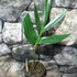Kép 6/7 - Rhaphidophora decursiva