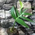 Kép 7/7 - Rhaphidophora decursiva