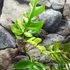 Kép 3/11 - Rhaphidophora tetrasperma 'Variegata'