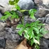 Kép 11/11 - Rhaphidophora tetrasperma 'Variegata'
