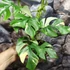 Kép 2/11 - Rhaphidophora tetrasperma 'Variegata'