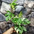 Kép 4/11 - Rhaphidophora tetrasperma 'Variegata'