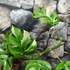 Kép 5/11 - Rhaphidophora tetrasperma 'Variegata'