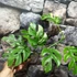 Kép 6/11 - Rhaphidophora tetrasperma 'Variegata'