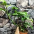 Kép 7/11 - Rhaphidophora tetrasperma 'Variegata'