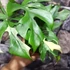Kép 8/11 - Rhaphidophora tetrasperma 'Variegata'