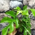 Kép 9/11 - Rhaphidophora tetrasperma 'Variegata'