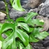 Kép 10/11 - Rhaphidophora tetrasperma 'Variegata'