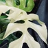 Kép 1/10 - Rhaphidophora tetrasperma 'Variegata'