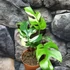 Kép 2/10 - Rhaphidophora tetrasperma 'Variegata'