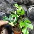 Kép 3/10 - Rhaphidophora tetrasperma 'Variegata'