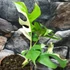 Kép 4/10 - Rhaphidophora tetrasperma 'Variegata'