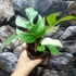Kép 5/10 - Rhaphidophora tetrasperma 'Variegata'