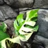 Kép 7/10 - Rhaphidophora tetrasperma 'Variegata'