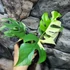 Kép 8/10 - Rhaphidophora tetrasperma 'Variegata'