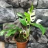 Kép 9/10 - Rhaphidophora tetrasperma 'Variegata'