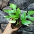 Kép 10/10 - Rhaphidophora tetrasperma 'Variegata'