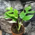 Kép 6/10 - Rhaphidophora tetrasperma 'Variegata'