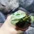 Kép 5/8 - Rhaphidophora puberula 'Variegata'