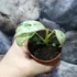 Kép 3/8 - Rhaphidophora puberula 'Variegata'