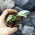 Kép 4/8 - Rhaphidophora puberula 'Variegata'