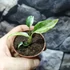 Kép 6/8 - Rhaphidophora puberula 'Variegata'
