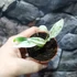 Kép 7/8 - Rhaphidophora puberula 'Variegata'