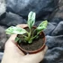 Kép 2/8 - Rhaphidophora puberula 'Variegata'