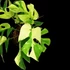 Kép 1/7 - Rhaphidophora tetrasperma 'Variegata'