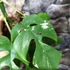 Kép 4/7 - Rhaphidophora tetrasperma 'Variegata'