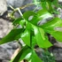 Kép 6/7 - Rhaphidophora tetrasperma 'Variegata'