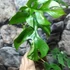Kép 7/7 - Rhaphidophora tetrasperma 'Variegata'
