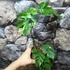 Kép 3/7 - Rhaphidophora tetrasperma 'Variegata'