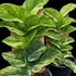 Kép 1/6 - Rhaphidophora korthalsii 'Variegata'