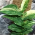 Kép 2/6 - Rhaphidophora korthalsii 'Variegata'