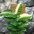Kép 3/6 - Rhaphidophora korthalsii 'Variegata'
