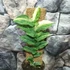 Kép 4/6 - Rhaphidophora korthalsii 'Variegata'