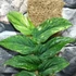 Kép 5/6 - Rhaphidophora korthalsii 'Variegata'