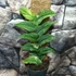 Kép 6/6 - Rhaphidophora korthalsii 'Variegata'