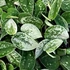 Kép 1/8 - Scindapsus Silvery Ann