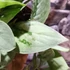 Kép 6/8 - Scindapsus Silvery Ann